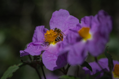 insects-4