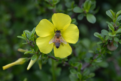 insects-6