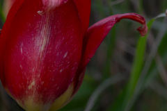 01-Suns-Eye-Tulip