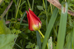 02-Suns-Eye-Tulip