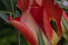 03-Suns-Eye-Tulip