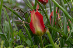 04-Suns-Eye-Tulip