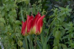 05-Suns-Eye-Tulip