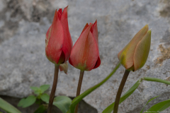 06-Suns-Eye-Tulip