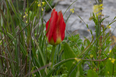 07-Suns-Eye-Tulip