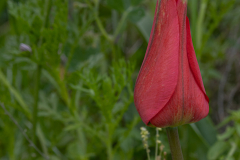 08-Suns-Eye-Tulip