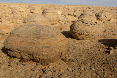 007-Keidar-Stream-Bullbus-Feild-Purim-2025