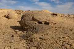 012-Keidar-Stream-Bullbus-Feild-Purim-2025