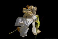 01-Keren-Bartut-Madonna-Lily