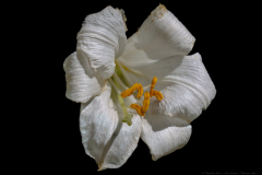 02-Keren-Bartut-Madonna-Lily