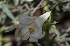 03-Keren-Bartut-Madonna-Lily