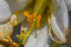 04-Keren-Bartut-Madonna-Lily