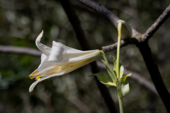 05-Keren-Bartut-Madonna-Lily