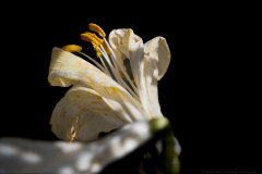 06-Keren-Bartut-Madonna-Lily