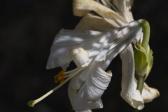 07-Keren-Bartut-Madonna-Lily