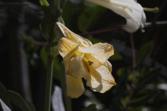 08-Keren-Bartut-Madonna-Lily
