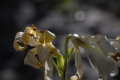 09-Keren-Bartut-Madonna-Lily