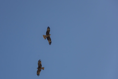 03-Kfar-Ruppin-Oct-31st-2025