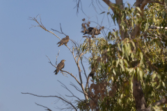 04-Kfar-Ruppin-Oct-31st-2025