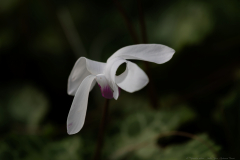 01-Kohav-Yair-Cyclamen-Forest