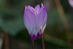 03-Kohav-Yair-Cyclamen-Forest