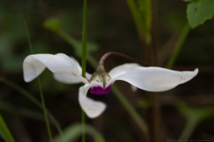 05-Kohav-Yair-Cyclamen-Forest