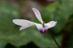 13-Kohav-Yair-Cyclamen-Forest