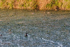 Agmon-Hula-14102019_0002