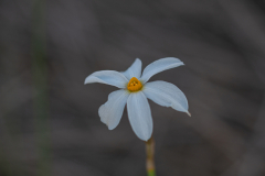 01-Late-Flowering-Narcissus