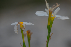 02-Late-Flowering-Narcissus