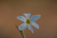 03-Late-Flowering-Narcissus