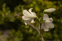 14-Madonna-Lily-Revisit-May-2023-Madonna-Lily