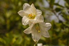 15-Madonna-Lily-Revisit-May-2023-Madonna-Lily