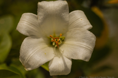 16-Madonna-Lily-Revisit-May-2023-Madonna-Lily
