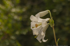 17-Madonna-Lily-Revisit-May-2023-Madonna-Lily