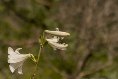 18-Madonna-Lily-Revisit-May-2023-Madonna-Lily
