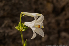 19-Madonna-Lily-Revisit-May-2023-Madonna-Lily