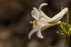 20-Madonna-Lily-Revisit-May-2023-Madonna-Lily