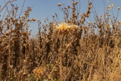 02-Migdal-Affek