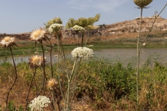 09-Migdal-Affek