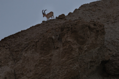 06-Nubian-Ibex