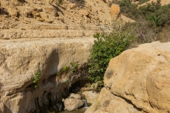 01-Nahal-Arugot-Summer-2021