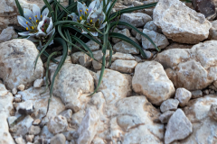 Colchicum-schimperi-01