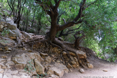 03-Nakhal-Kziv-Reserve-Eyn-Tammir-DL-DL