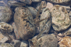 20-Nakhal-Kziv-Reserve-Eyn-Tammir-ML-ML