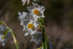 17-Crocus
