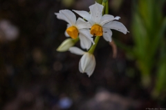 19-Crocus