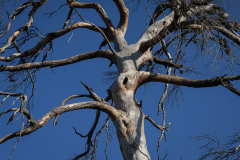 Nature-9