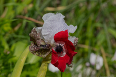 04-Nazareth-Iris