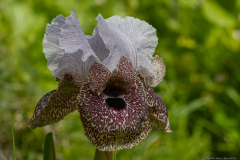 05-Nazareth-Iris